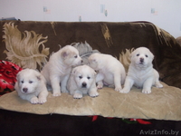 щенки Средне-Азиатской овчарки - Изображение #3, Объявление #161228