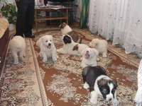 щенки Средне-Азиатской овчарки - Изображение #5, Объявление #161228