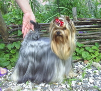 Йоркширский терьер щенки. - Изображение #3, Объявление #168732