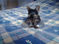 Таня Хрущ  1970 - Изображение #2, Объявление #161616