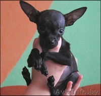 Элитный  щенок той терьера!!! - Изображение #1, Объявление #162997