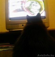 кот сибирской породы - Изображение #1, Объявление #161109