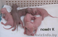 котяточки Канадский сфинкс  - Изображение #1, Объявление #177940