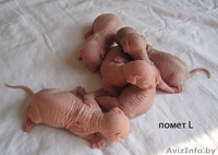 котяточки Канадский сфинкс  - Изображение #2, Объявление #177940