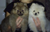 Немецкий Миниатюрный Шпиц - Изображение #1, Объявление #159935