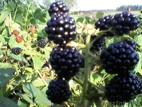 Петриловичи Столбцовского района - Изображение #2, Объявление #181929