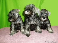 щенков цвергшнауцера окраса перец с солью.C родословной. - Изображение #3, Объявление #189991