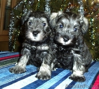 Предлагаем высококлассных щенков цвергшнауцера окраса перец с солью. В родословн - Изображение #2, Объявление #189989