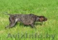 Вязка курцхааров, щенки - Изображение #2, Объявление #192140