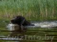 Вязка курцхааров, щенки - Изображение #3, Объявление #192140