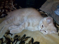 Продам британца короткошёрстного ,цена договорная - Изображение #1, Объявление #199719