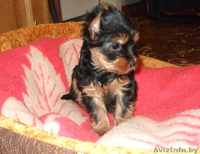 Продается девочка йоркширского терьера - Изображение #2, Объявление #187543
