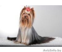 Милые щенки йоркширского терьера!!! - Изображение #2, Объявление #210089