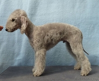 Bedlington Terrier - Изображение #2, Объявление #144060