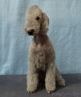 Bedlington Terrier - Изображение #3, Объявление #144060