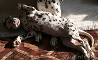 Далматина щенок - Изображение #2, Объявление #184047
