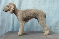 Bedlington Terrier - Изображение #4, Объявление #144060