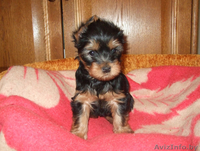 Продается девочка йоркширского терьера - Изображение #3, Объявление #187543