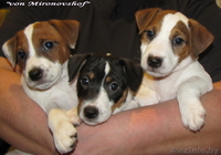 щенки Парсон  Рассел терьера-Parson Russell terrier!!! - Изображение #1, Объявление #215284