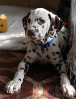 Далматина щенок - Изображение #1, Объявление #184047