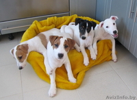 щенки Парсон  Рассел терьера-Parson Russell terrier!!! - Изображение #3, Объявление #215284