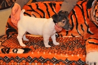 Продажа щенков Джек Рассел терьера. - Изображение #3, Объявление #167820