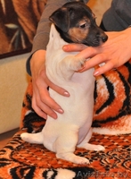 Продажа щенков Джек Рассел терьера. - Изображение #2, Объявление #167820