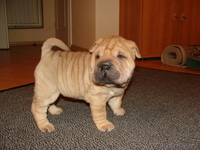 Шарпей щенки продаются - Изображение #2, Объявление #205475