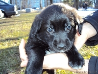 Маленького щенка в добрые руки - Изображение #1, Объявление #198392