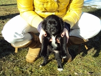 Маленького щенка в добрые руки - Изображение #2, Объявление #198392