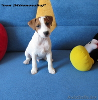 щенки Парсон  Рассел терьера-Parson Russell terrier!!! - Изображение #2, Объявление #215284