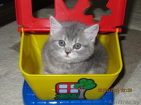 британский короткошерстный кот - Изображение #2, Объявление #206992