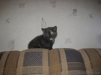 Британские короткошерстные котята! - Изображение #4, Объявление #189390