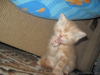 Британские короткошерстные котята! - Изображение #3, Объявление #189390