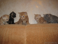 Британские короткошерстные котята! - Изображение #2, Объявление #189390