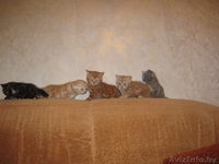 Британские короткошерстные котята! - Изображение #1, Объявление #189390