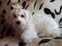 Продам мальтийскую болонку - Изображение #1, Объявление #205676