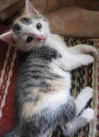 илые задорные котята ищут семью. - Изображение #2, Объявление #209783