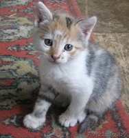 илые задорные котята ищут семью. - Изображение #3, Объявление #209783