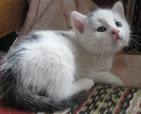 илые задорные котята ищут семью. - Изображение #1, Объявление #209783