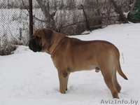 предлагаю щенков английского мастифа - Изображение #2, Объявление #197961