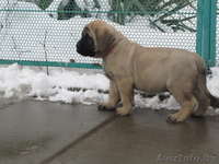предлагаю щенков английского мастифа - Изображение #4, Объявление #197961