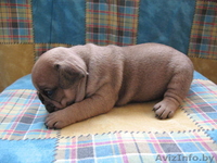 Щенки французского бульдога. Шоу и петс класса. - Изображение #1, Объявление #188449