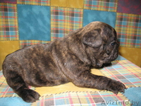 Щенки французского бульдога. Шоу и петс класса. - Изображение #2, Объявление #188449