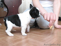 Щенки французского бульдога. С отличной родословной. - Изображение #1, Объявление #195387