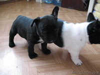 Щенки французского бульдога. С отличной родословной. - Изображение #2, Объявление #195387