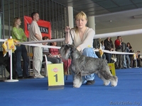 щенков цвергшнауцера окраса перец с солью.C родословной. - Изображение #1, Объявление #189991