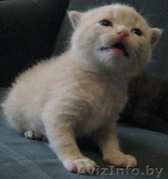 Редчайшие британские котята! - Изображение #2, Объявление #195200