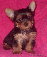 Милые щенки йоркширского терьера!!! - Изображение #1, Объявление #210089