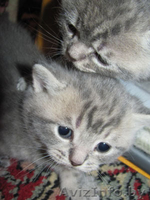 Продаются британские плюшевые котята- "счастье в дом". - Изображение #2, Объявление #199662